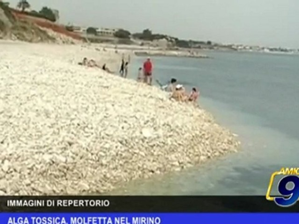 Alga tossica, Molfetta nel mirino