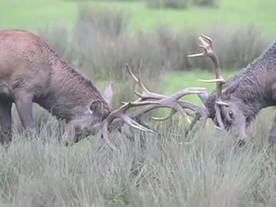 Brâme du cerf