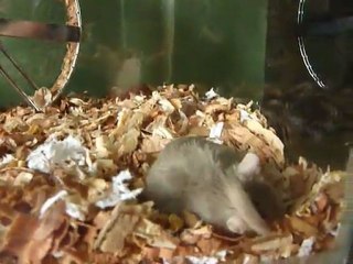 Mis Jerbiles Linda & Camilo