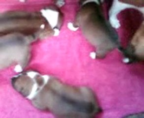 Deuxième vidéo sur la 6ème portée de l'élevage de STAFFORDLAND ! Fait le 03.09.2011