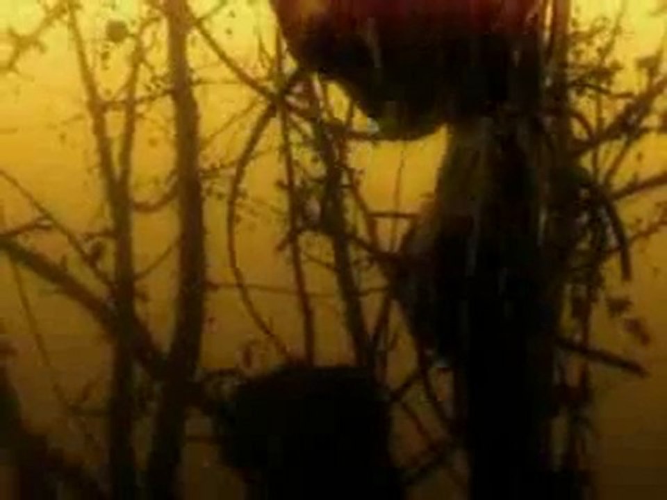 Visions of suffering