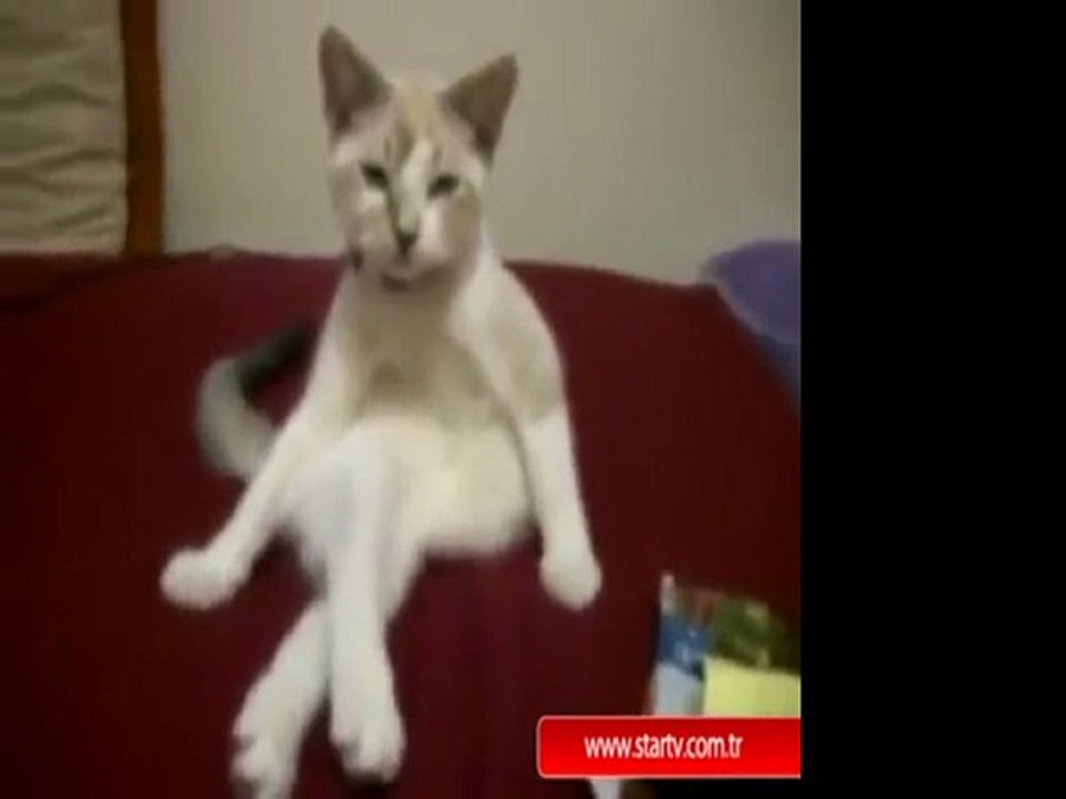 Bacak bacak üstüne atan kedi - Hayrettin ' den - www.kekillicivideo.blogspot.com