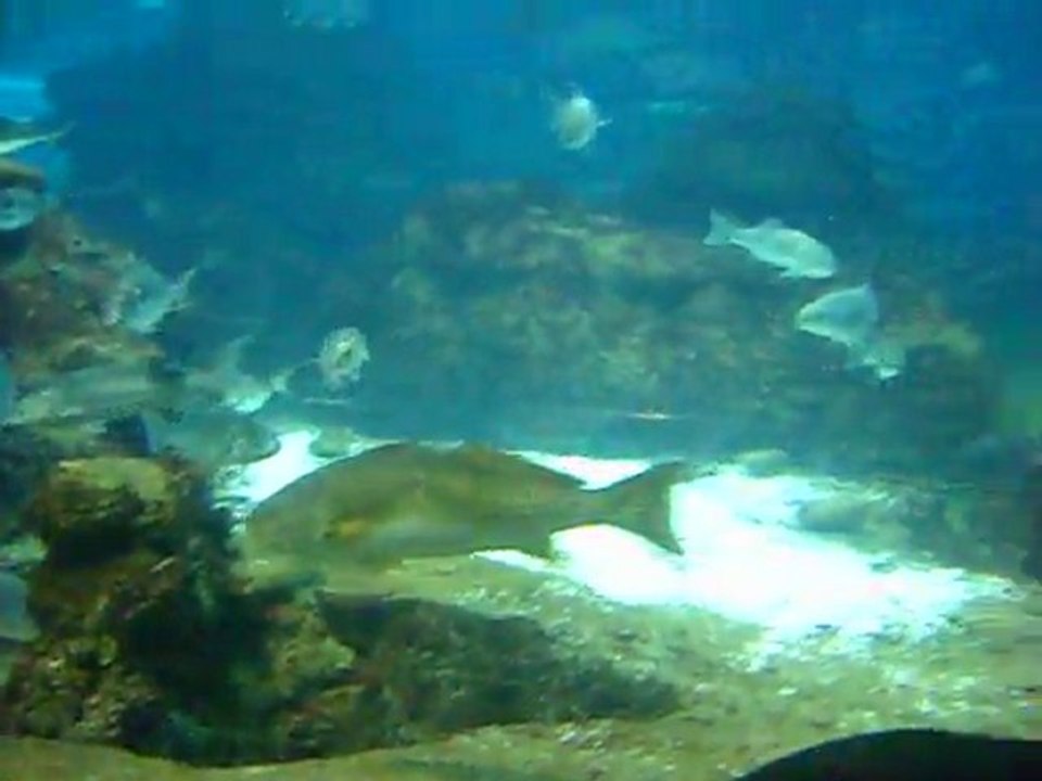 Aquarium Barcelone 2
