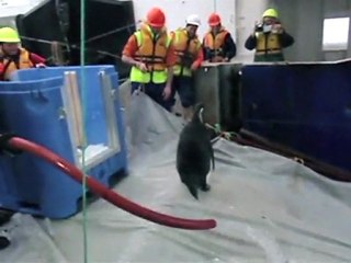 Happy Feet the penguin begins swim home