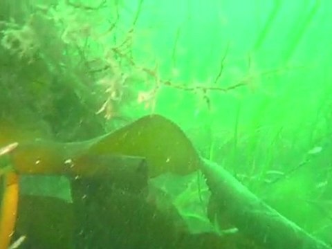 plongée bio sur l'herbier du port d'Omonville le Rogue aout 2011