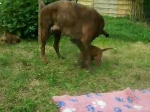 On joue en famille à 33 jours, 2011-08-31 (CHEYENNE de SAINT QUINIS X UCELLO du DOLON / Portée des G 2011)