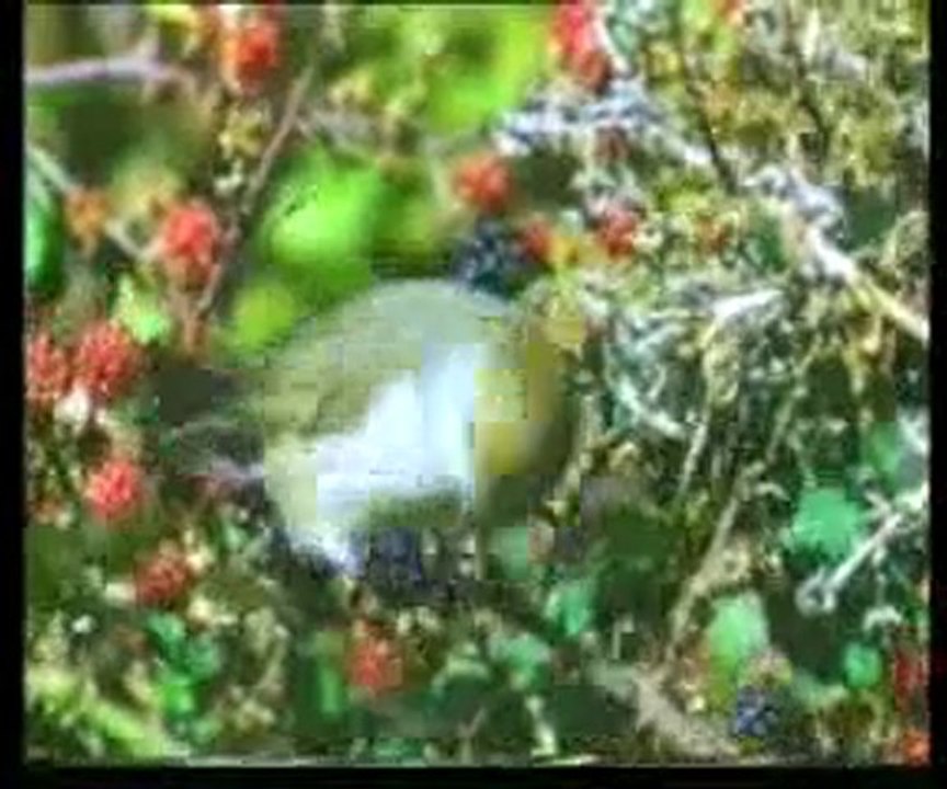 Karıncalarla arkadaş bitkiler