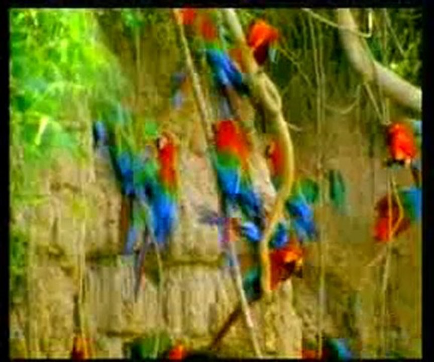 Macawların kimya bilgisi