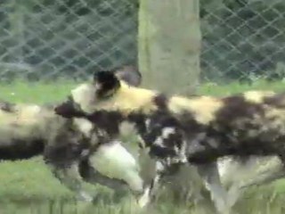 New01  ZOO AOUT 2011