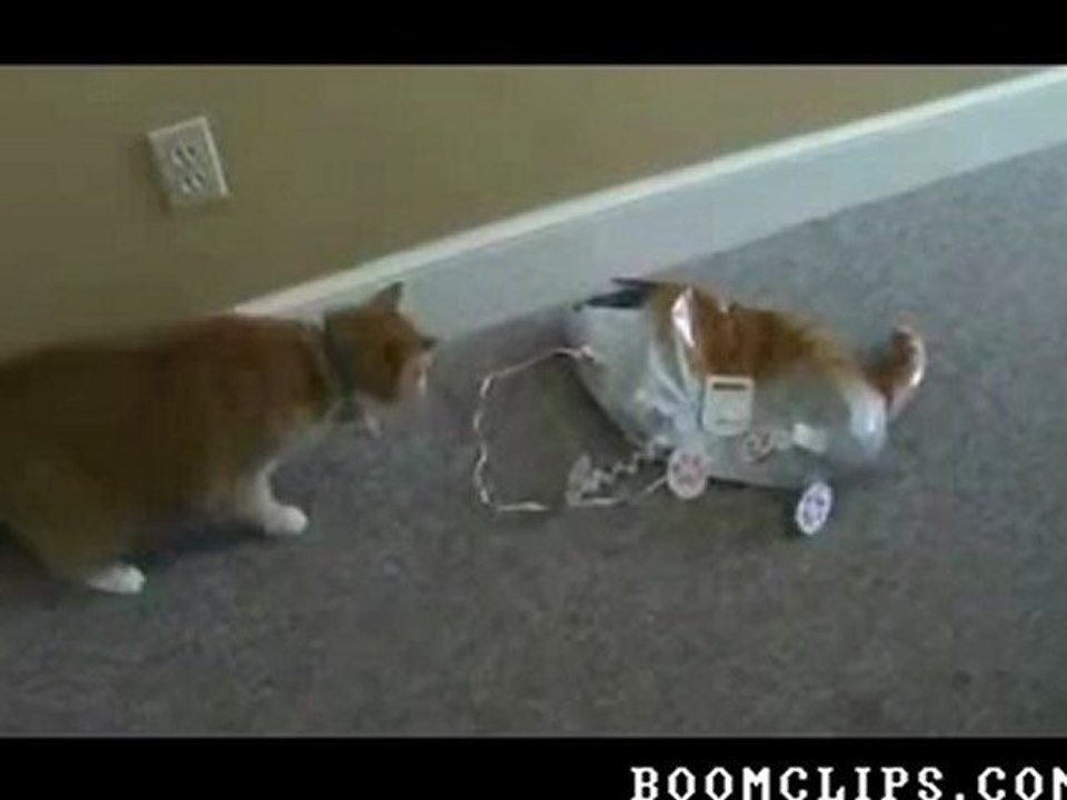 Eine Katze