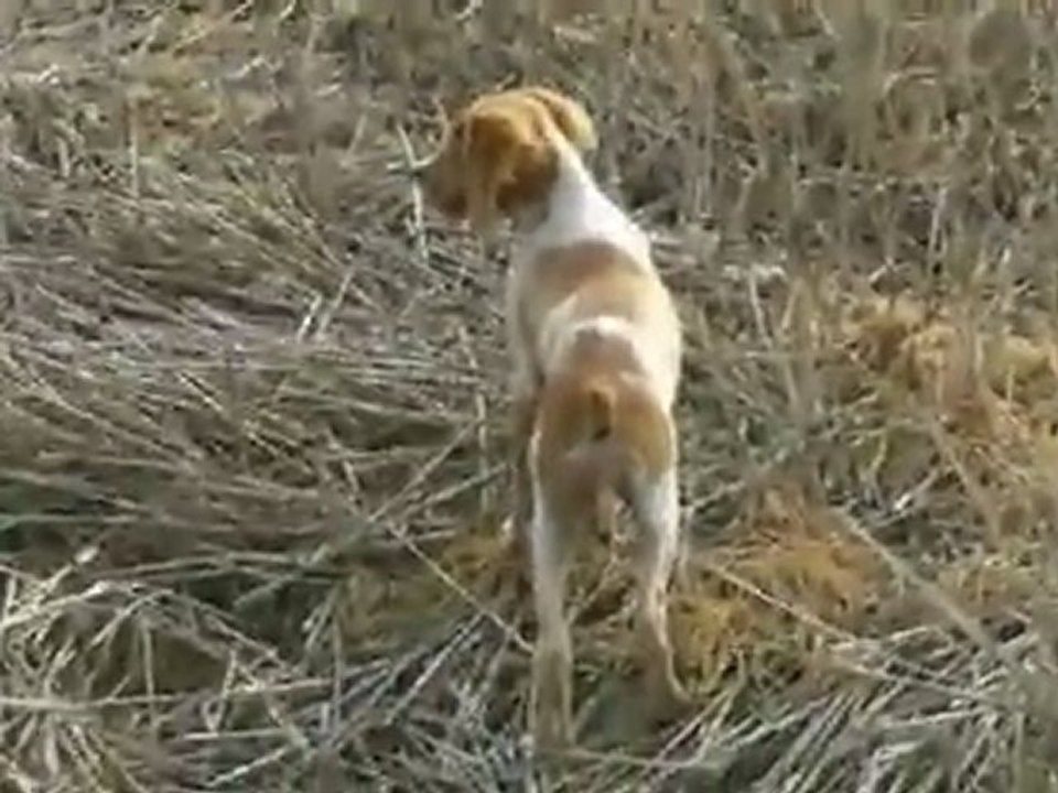 epagneul breton 3 mois arret sur caille