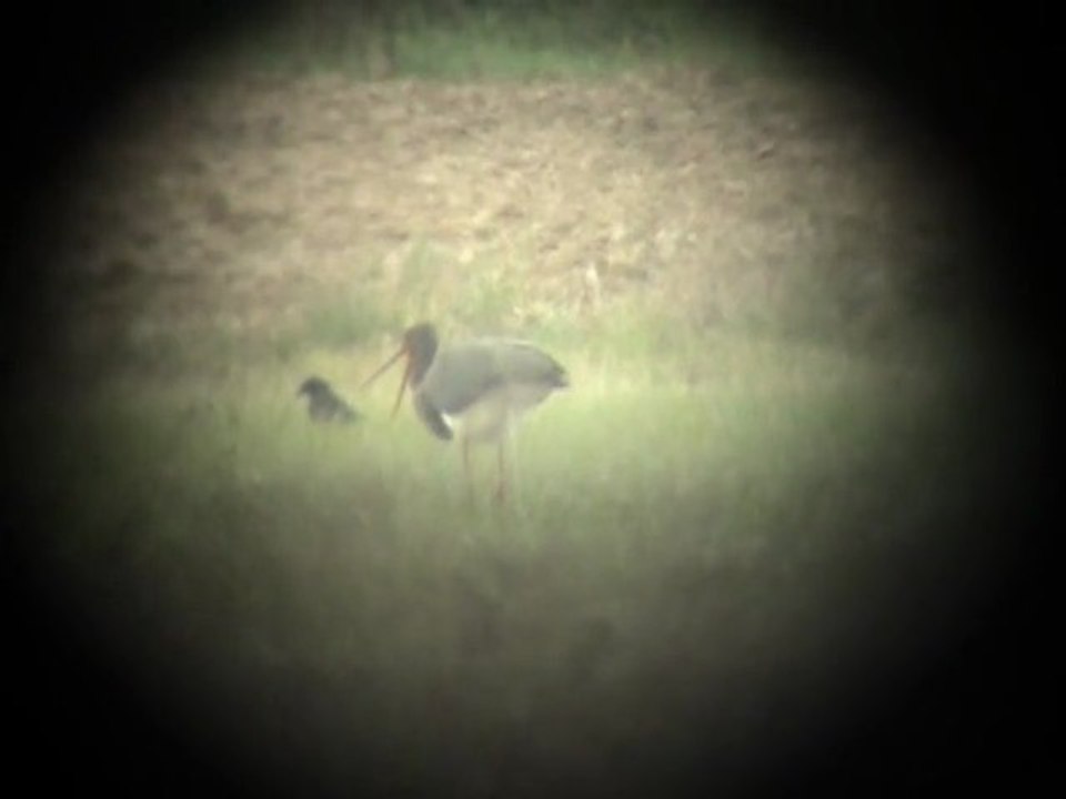 Grandes aigrettes,hérons et cigogne noire 3.09.2011