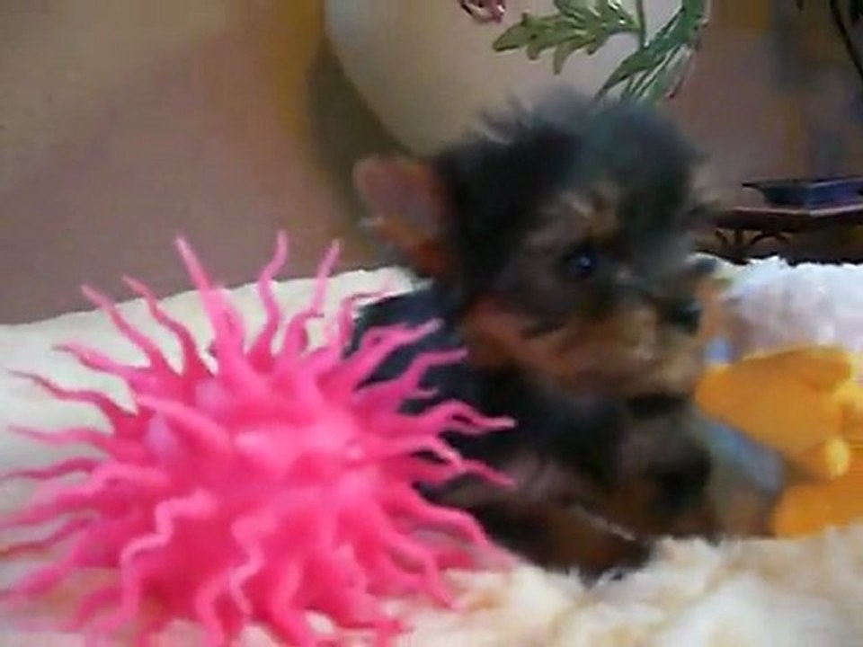 GINGER  2 mois 4 9 2011