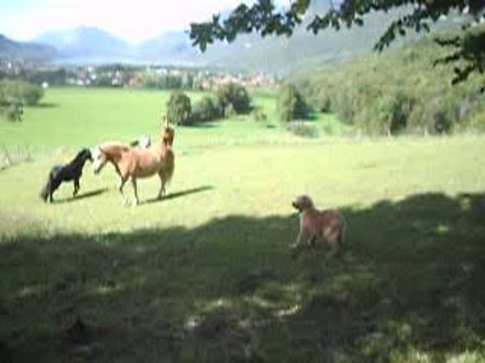 Léonberg: chien de travail