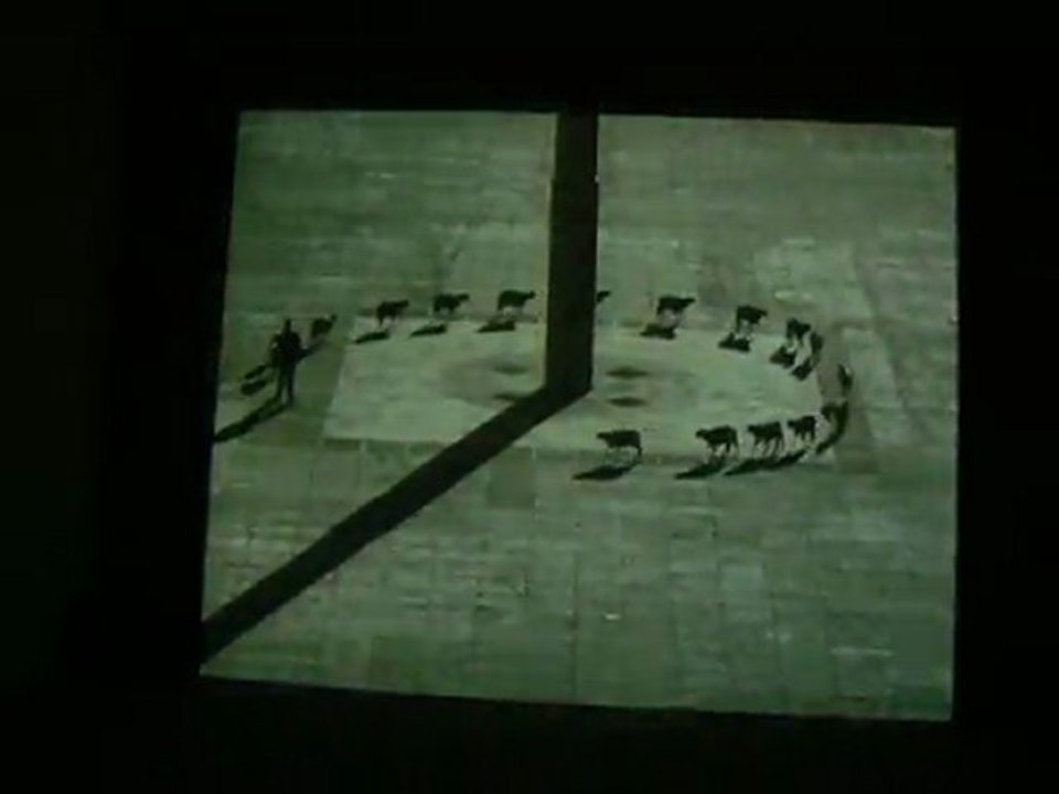 Les moutons  de Francis Alÿs (1)