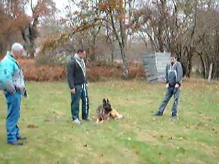 Centre Canin Cyno 23, " la marche au pied"