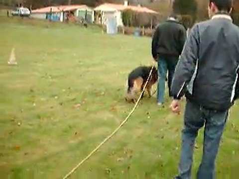 Centre Canin Cyno 23, la marche au pieds + coucher