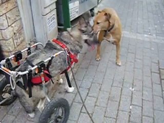 Felcli Sirin ile Sokak kizi Elian