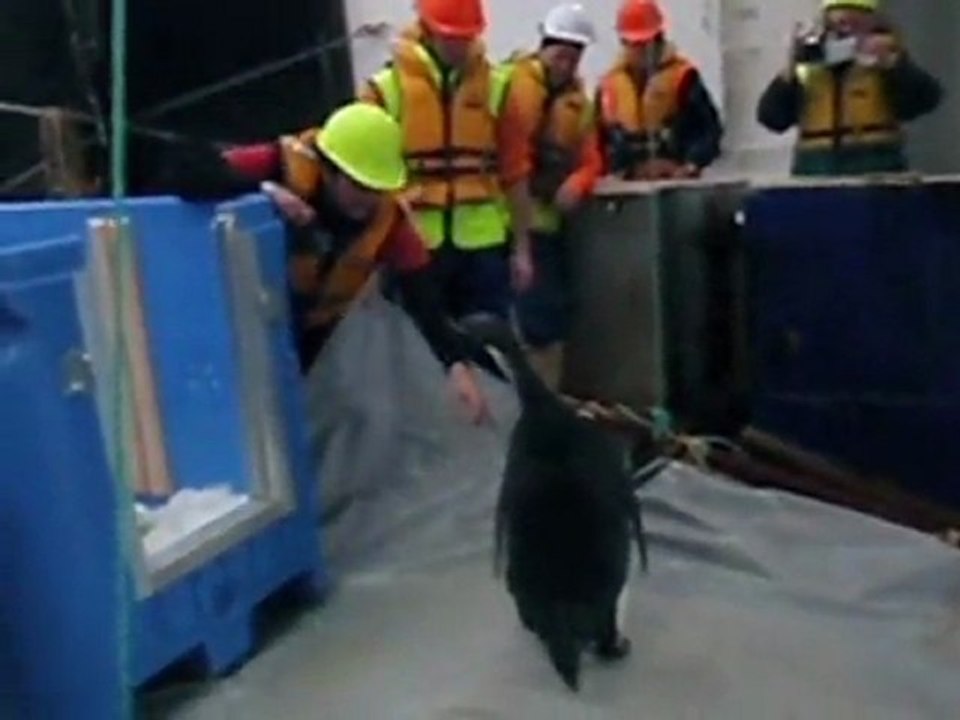 Happy End für Happy Feet: Pinguin schwimmt in die Heimat zurück