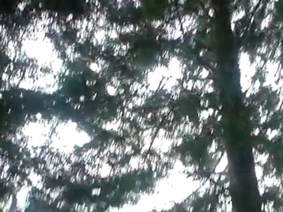 plongeons dans le lac de longemer sur un arbre