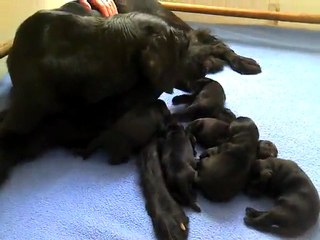 chiot flatcoated  vanda du marais de la sangsuriere