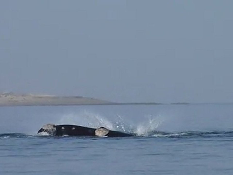 Péninsule Valdès - Baleine en communication