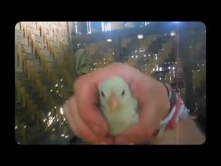 Les Projets Internationaux Quinoa