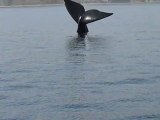 Péninsule Valdès - Baleine natation synchronisée