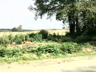 SATILIK FINDIK BAHÇESİ SAKARYA HAZER EMLAK TEL: 0546 851 6657