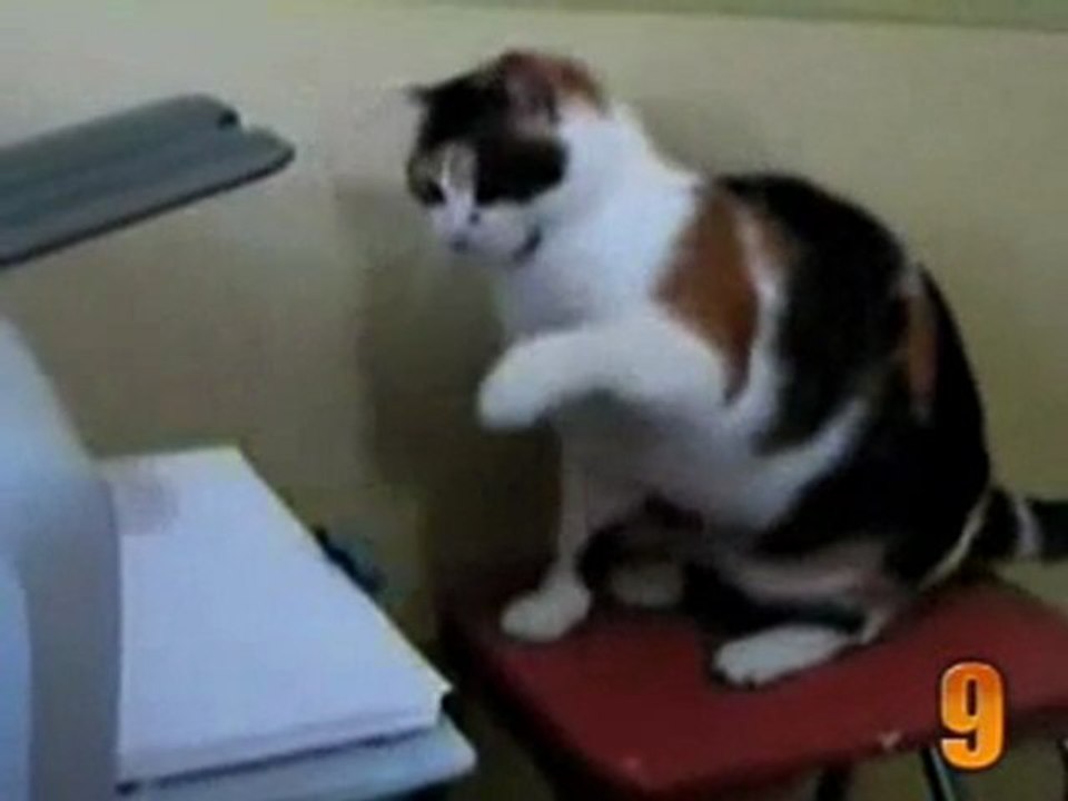 Top 10 - Vidéos de Chats humour