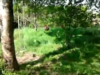 ***Nos reves de cowboy ** de Courlicoucou *en couleur sans l'auteur