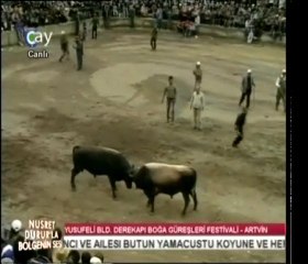 DEREKAPI BOĞA GÜREŞLERİ 2.BÖLÜM