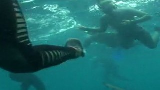 free diving with sharks, south africa