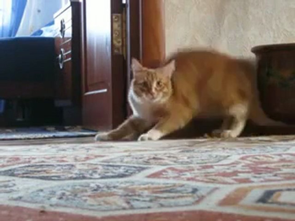 chat debout