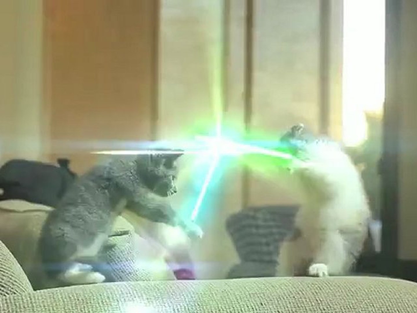Chat Jedi Video Dailymotion