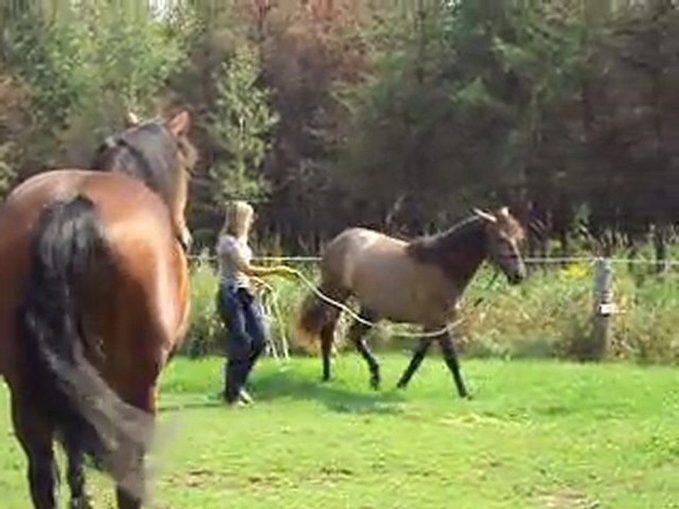 Imma(17 mois) demi-sang PRE,fille de Ilios(Pure Race Espagnol)