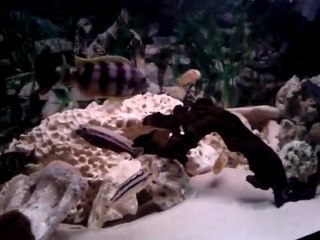 Le 600 L en cichlidés du Malawy ...