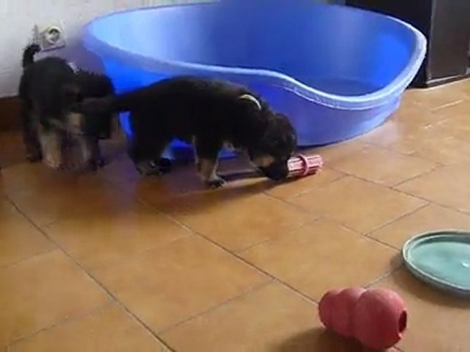 Chiots 4 semaines (2)