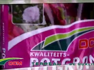 Des rosiers qui frappent l’imagination. - DCM