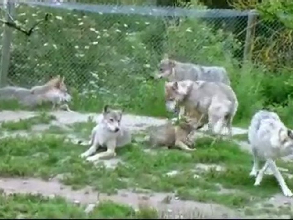 les loups du gévaudan