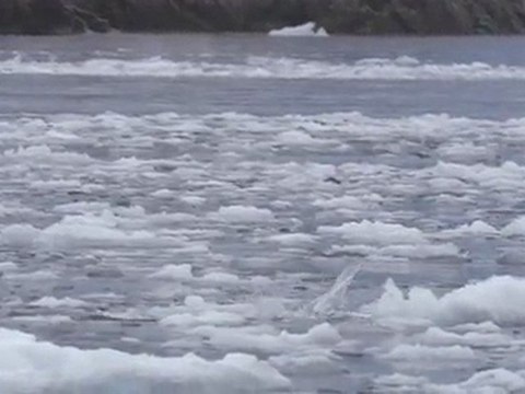 MÉDITE Ep 6 (Les Pingouins & le Léopard des mers)