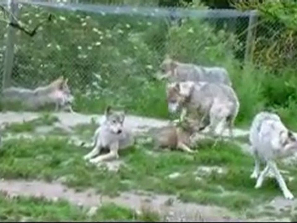 les loups  du Gévaudan