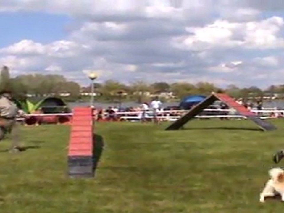 asgard fra valhalla en agility (berger islandais) MORTAGNE 04.10