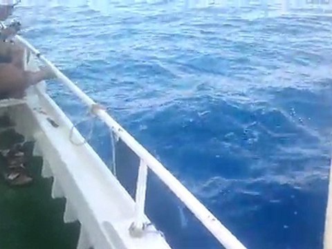 hakan ilhan söğüt mercan balık avı