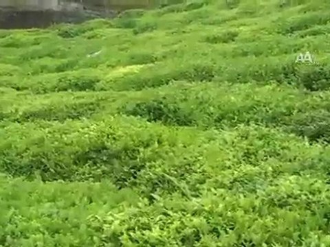 Çayı anavatanına ihraç edeceğiz