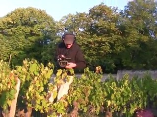 Au beau milieu des vignes...
