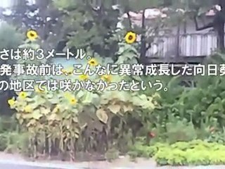 Mutated sunflower 3m high - It never grow this big in Japan