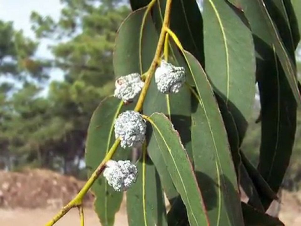 Eurospa Aromatics Gives Insight to Eucalyptus Folk Remedies