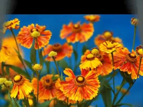 TELLİ TURNAM SELAM GÖTÜR SEVDİĞİMİN DİYARINA-MUSA EROĞLU