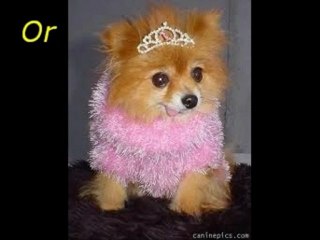 Hootoo Tells You What is The Best Dog Training Shock Collar